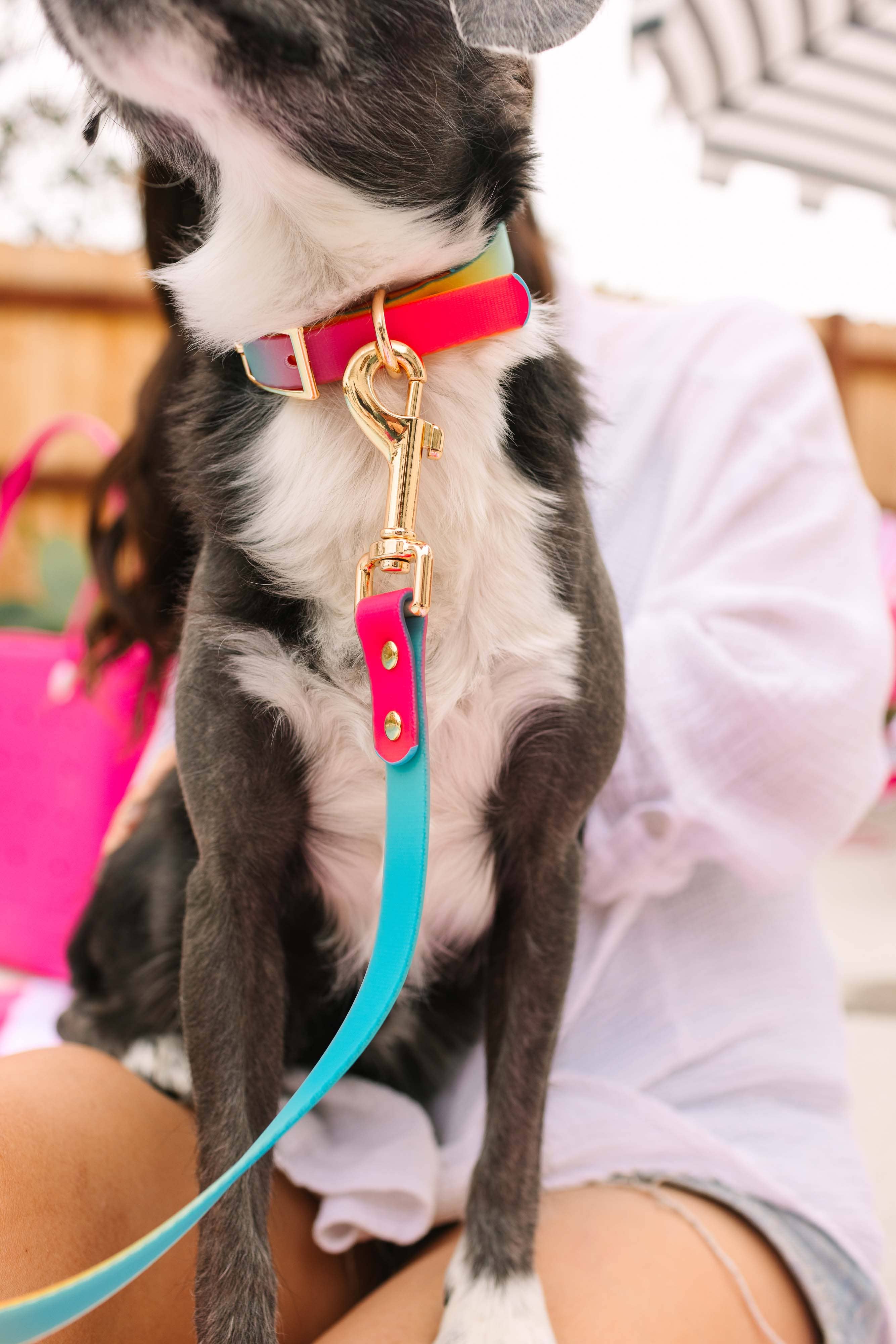 Pippa Waterproof Dog Collar | Swim Dog Collar